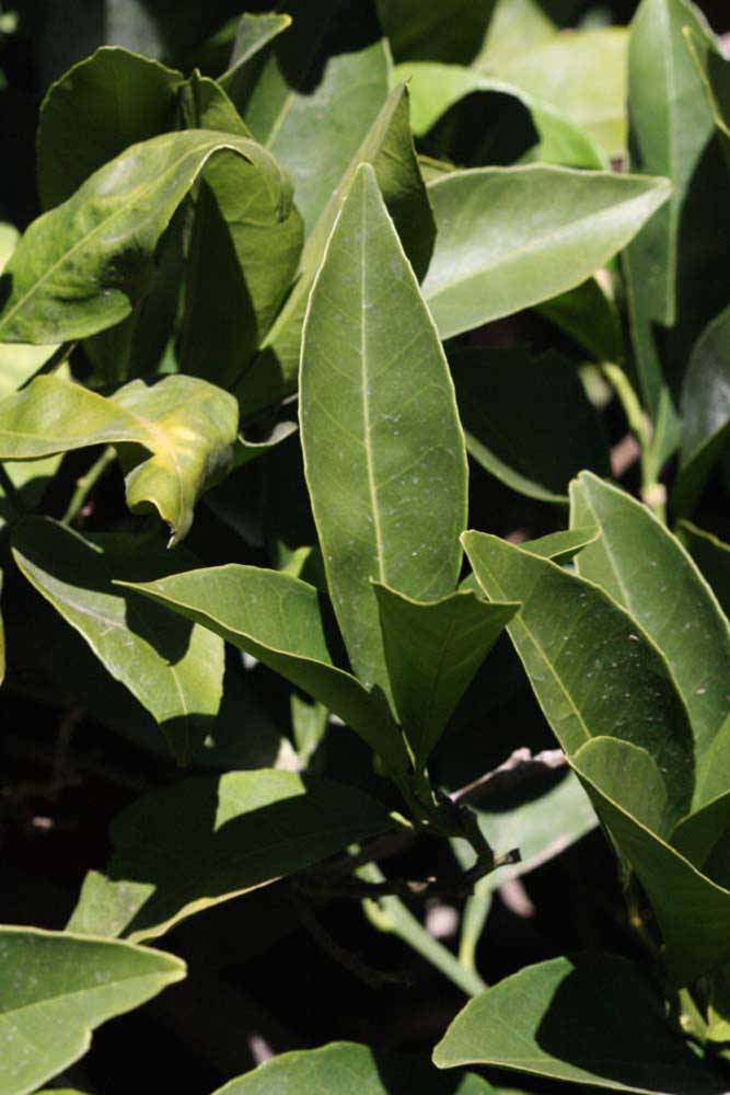            Sun leaves (Riverside, CA)   